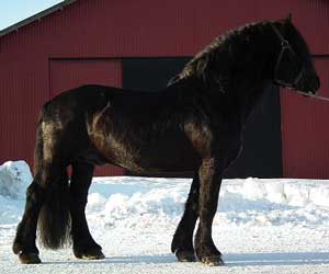 Black North Swedish Horse