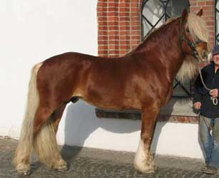 Chestnut North Swedish Horse