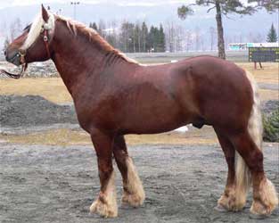 Chestnut North Swedish Horse