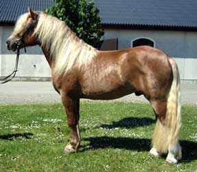 Chestnut North Swedish Horse