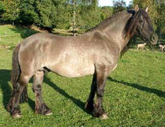 Dun North Swedish Horse