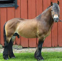 Dun North Swedish Horse