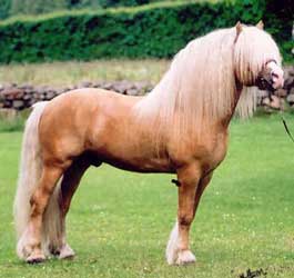 Palomino North Swedish Horse