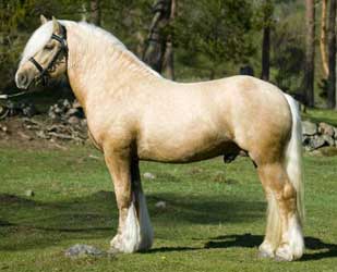 Palomino North Swedish Horse