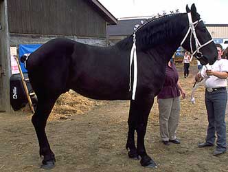 Black Percheron