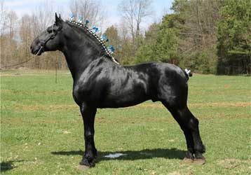 Black Percheron