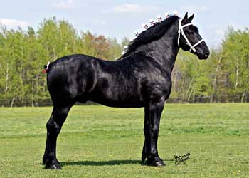 Black Percheron