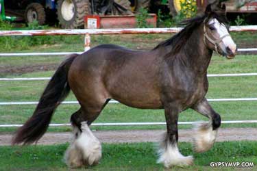 Bay Vanner (Gypsy Cob)