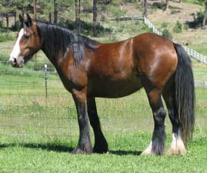 Bay Vanner (Gypsy Cob)