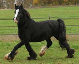 Black Vanner (Gypsy Cob)