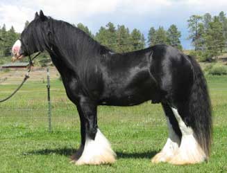 Black Vanner (Gypsy Cob)