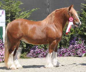 Chestnut Vanner (Gypsy Cob)