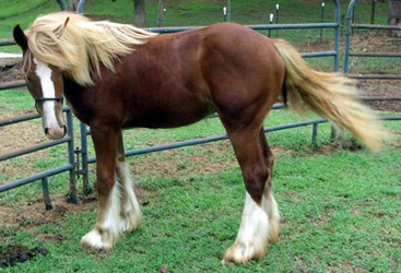 Chestnut Vanner (Gypsy Cob)