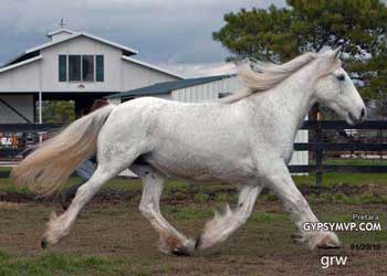 Gray Vanner (Gypsy Cob)