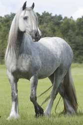 Gray Vanner (Gypsy Cob)