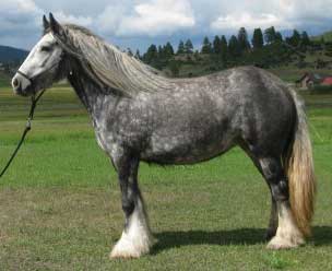 Gray Vanner (Gypsy Cob)