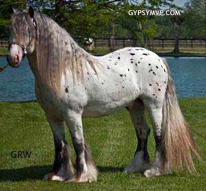 Leopard Vanner