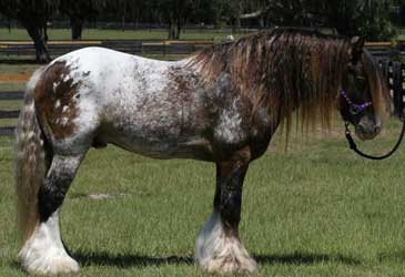 Leopard Vanner