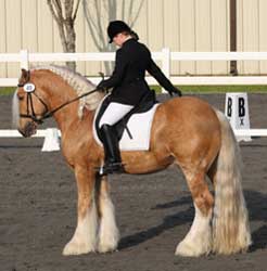 Palomino Vanner (Gypsy Cob)