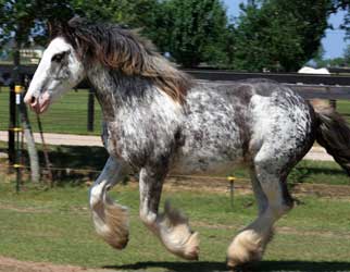 Roan Vanner (Gypsy Cob)