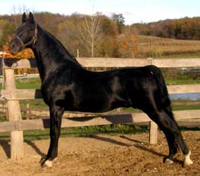 Black American Saddlebred