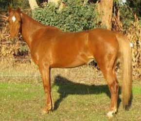 Chestnut American Saddlebred