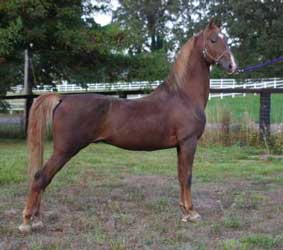 Chestnut American Saddlebred