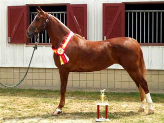 Chestnut American Saddlebred