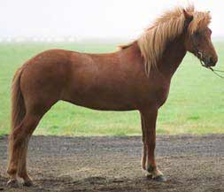 Chestnut Icelandic