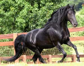 Black Kentucky Mountain Saddle Horse