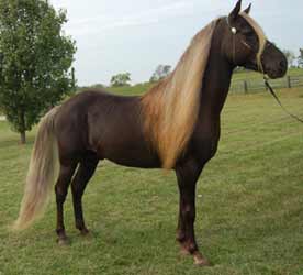 Chestnut Kentucky Mountain Saddle Horse