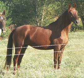 Chestnut Missouri Fox Trotter