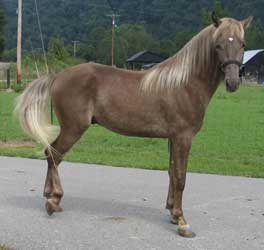 Chestnut Rocky Mountain Horse