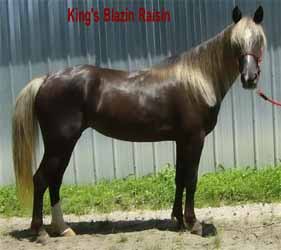 Chestnut Rocky Mountain Horse