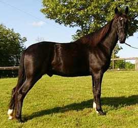 Black Tennessee Walking Horse