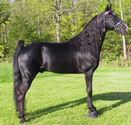Black Tennessee Walking Horse