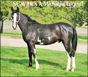 Black Tennessee Walking Horse