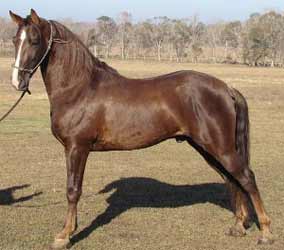 Chestnut Tennessee Walking Horse