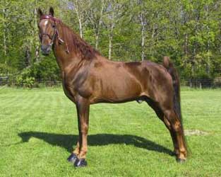 Chestnut Tennessee Walking Horse