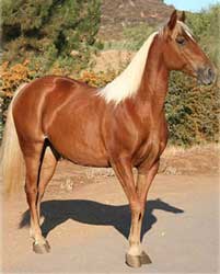 Chestnut Tennessee Walking Horse