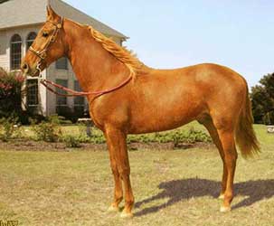 Chestnut Tennessee Walking Horse