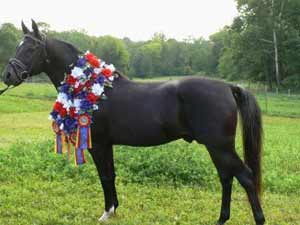 Black Arabian