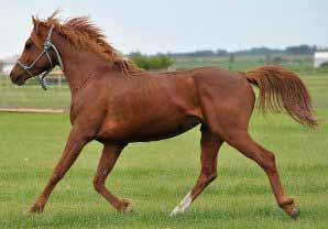 Chestnut Arabian
