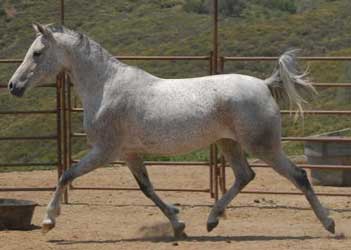 Gray Arabian