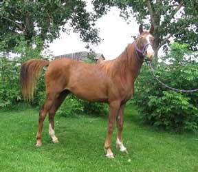 Chestnut Egyptian Arabian
