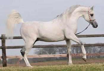 Gray Egyptian Arabian