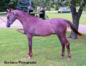 Roan Egyptian Arabian