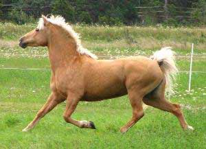 Palomino Estonian