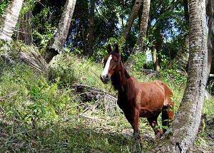 Chestnut Marquesas Island