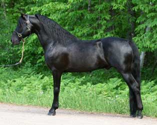 Black Morgan